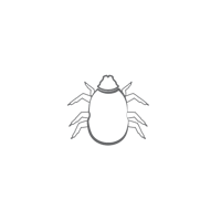Dust Mites